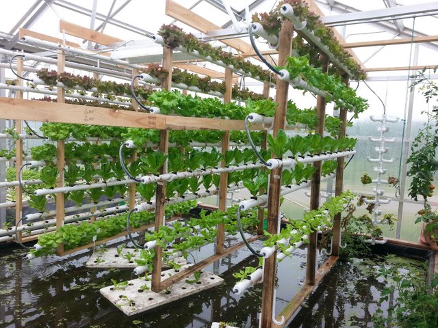 管道水培.jpg 管道水培.jpg