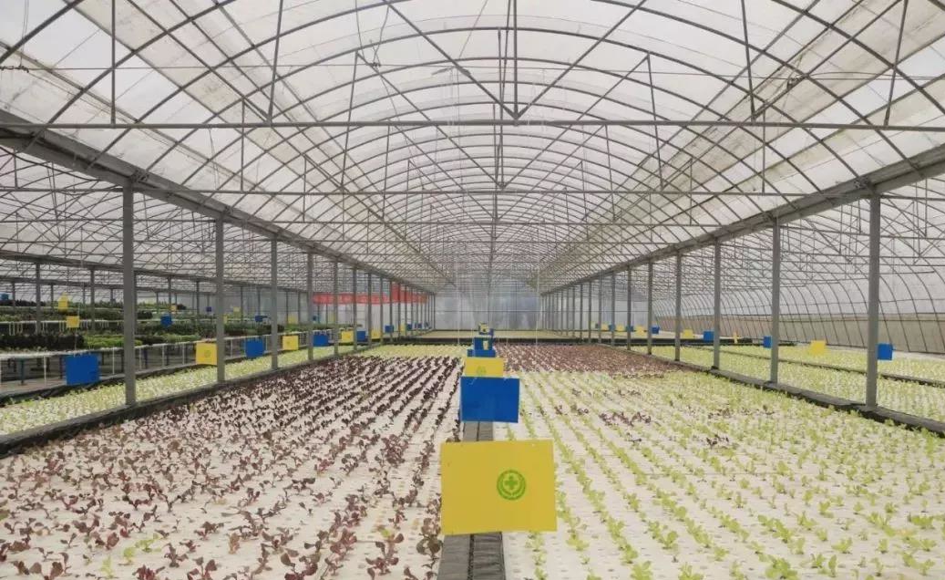 三段二次移植漂浮潮汐式水培1.jpg 三段二次移植漂浮潮汐式水培1.jpg