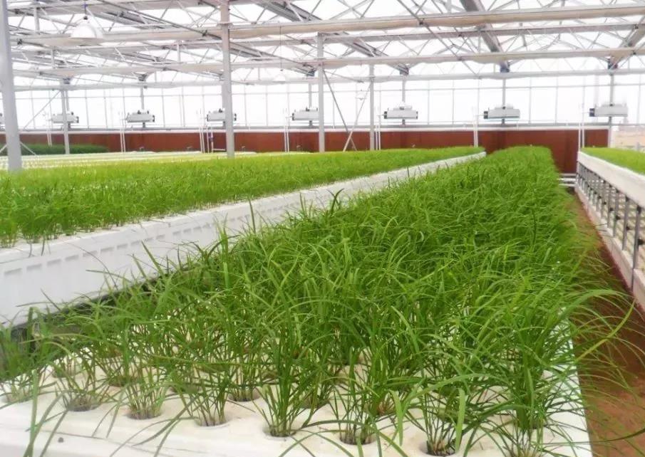 多功能DFT水培.jpg 多功能DFT水培.jpg