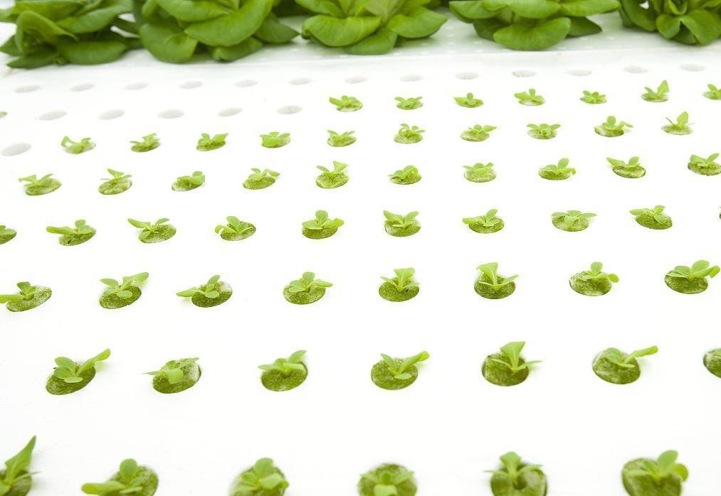 水培.jpg 水培.jpg