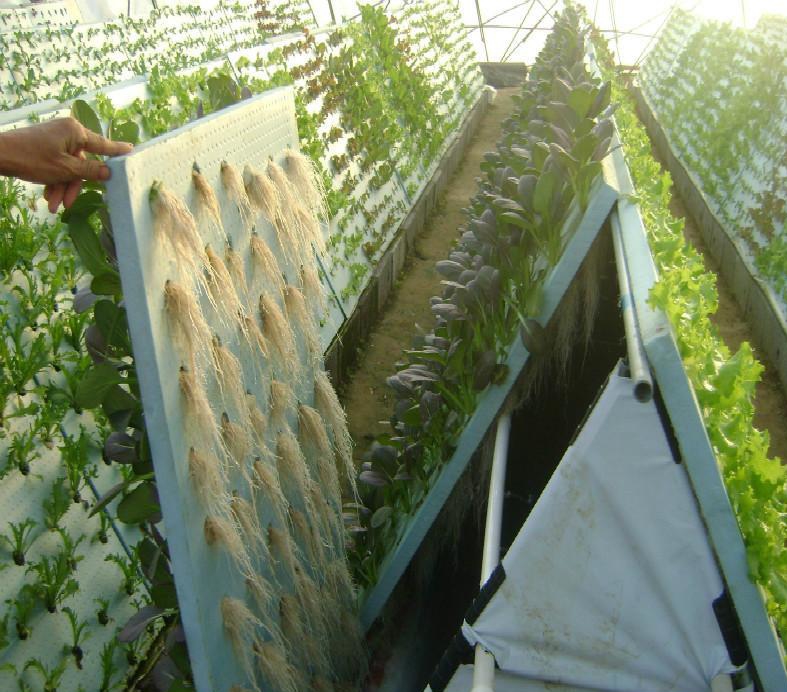 霧培.jpg 霧培.jpg