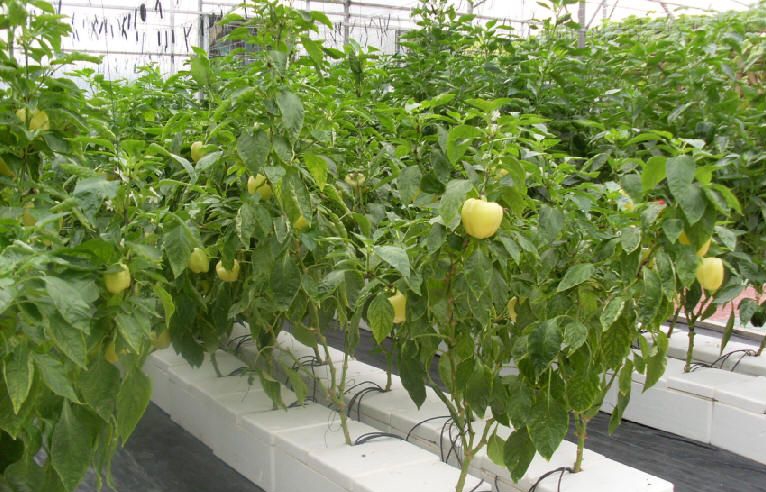 基質(zhì)栽培.jpg 基質(zhì)栽培.jpg