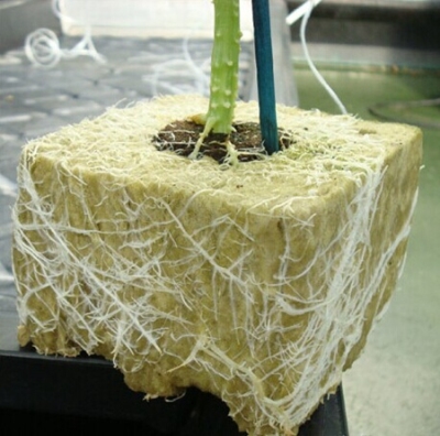 巖棉栽培.jpg 巖棉栽培.jpg