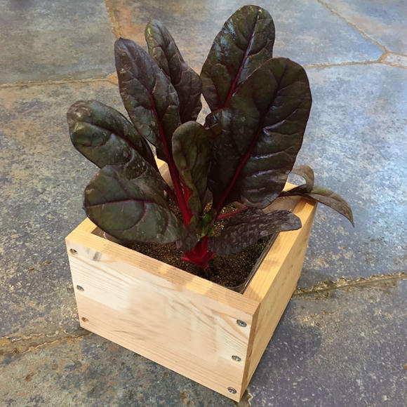 基質(zhì)栽培甜菜.jpg 基質(zhì)栽培甜菜.jpg