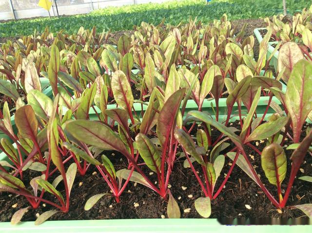 基質(zhì)栽培甜菜.jpg 基質(zhì)栽培甜菜.jpg