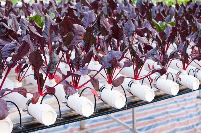 無土栽培甜菜.jpg 無土栽培甜菜.jpg