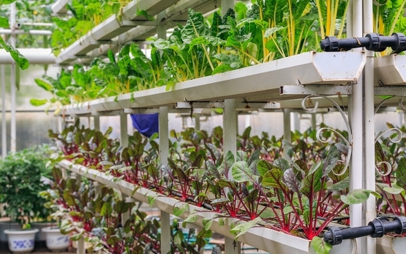 無土栽培甜菜.jpg 無土栽培甜菜.jpg