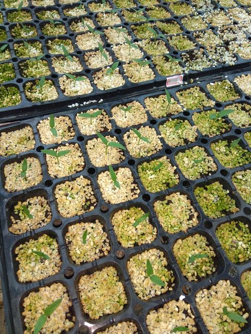 穴盤育苗.jpg 穴盤育苗.jpg