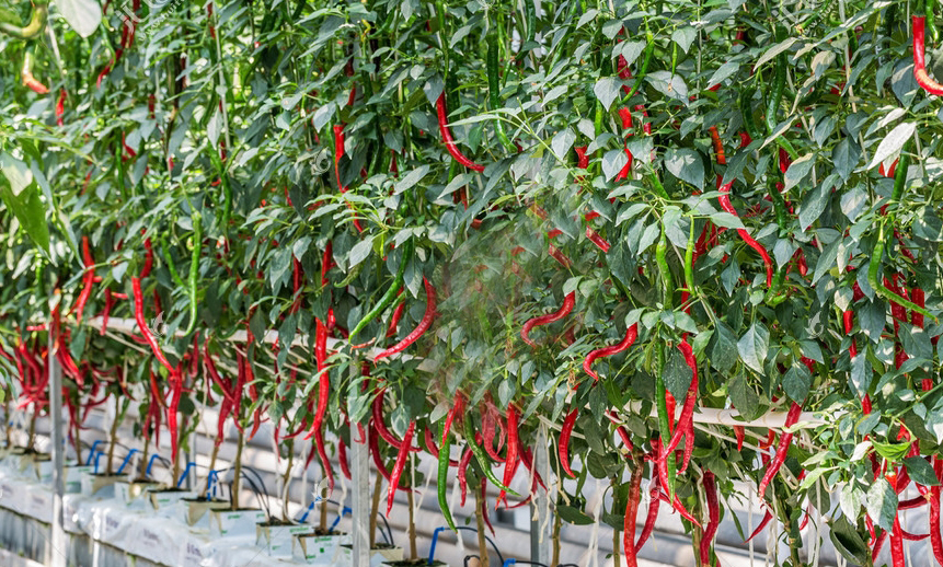 無土栽培辣椒.jpg 無土栽培辣椒.jpg