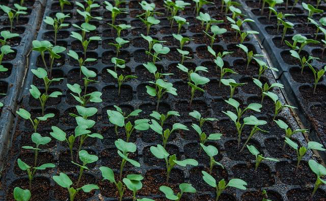 穴盤育苗.png 穴盤育苗.png