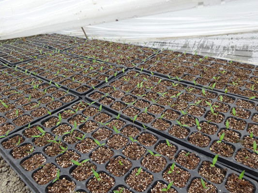 穴盤育苗.jpg 穴盤育苗.jpg
