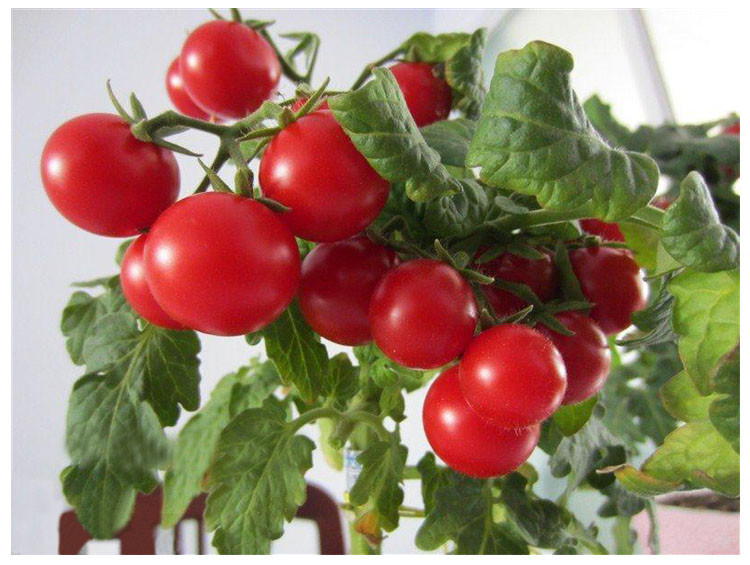 無土栽培珍珠番茄.jpg 無土栽培珍珠番茄.jpg