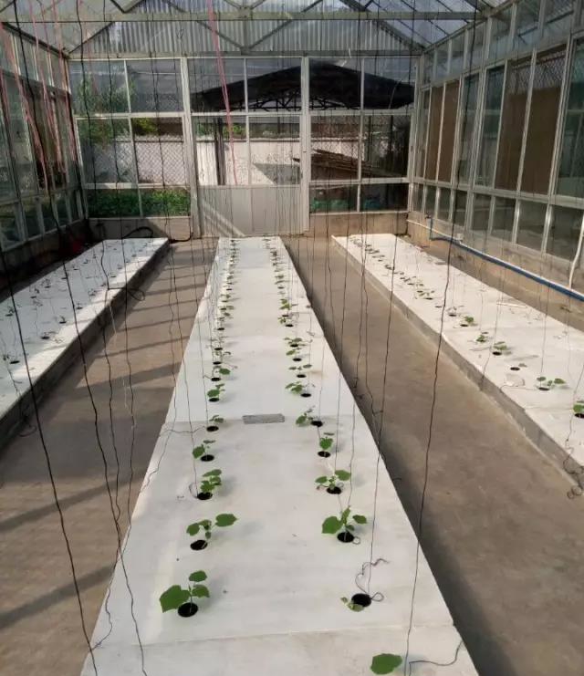 B型定植板.jpg B型定植板.jpg