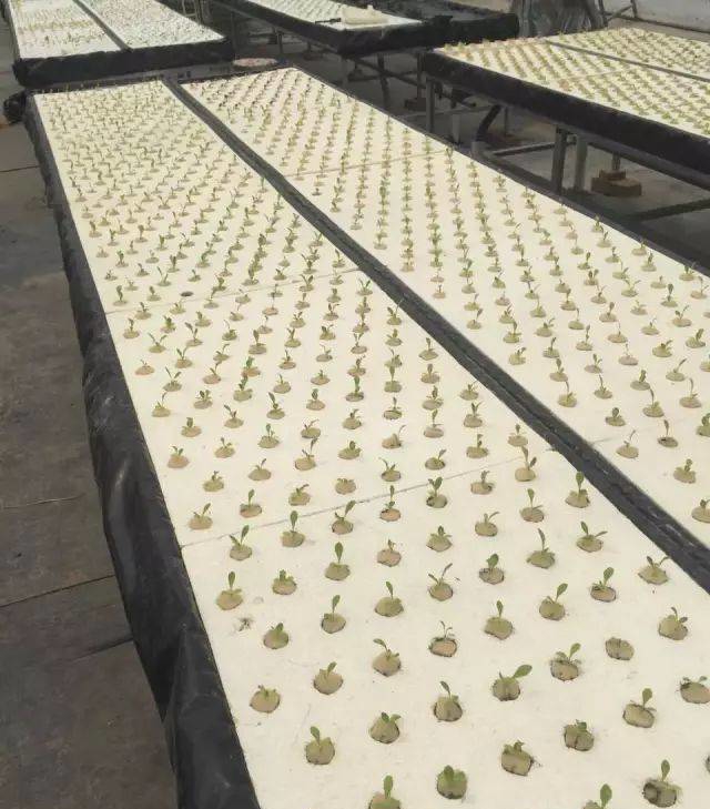 葉菜DFT水培.jpg 葉菜DFT水培.jpg