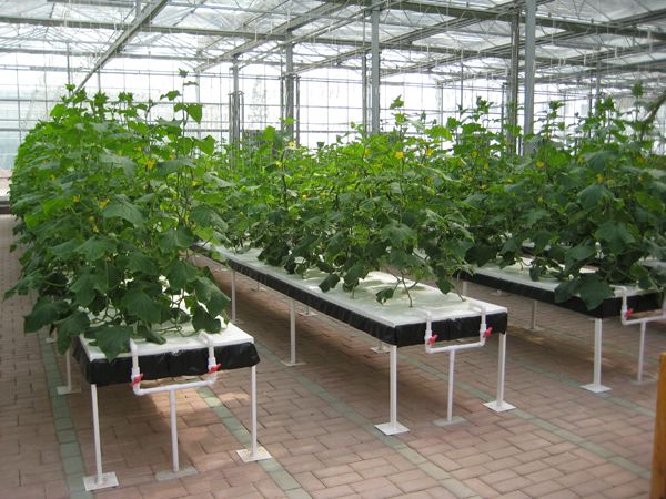 浮板毛管水培技術(shù).jpg 浮板毛管水培技術(shù).jpg