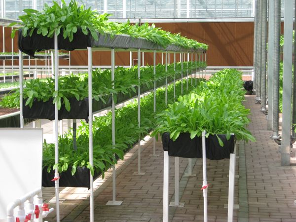 營(yíng)養(yǎng)液膜技術(shù).jpg 營(yíng)養(yǎng)液膜技術(shù).jpg