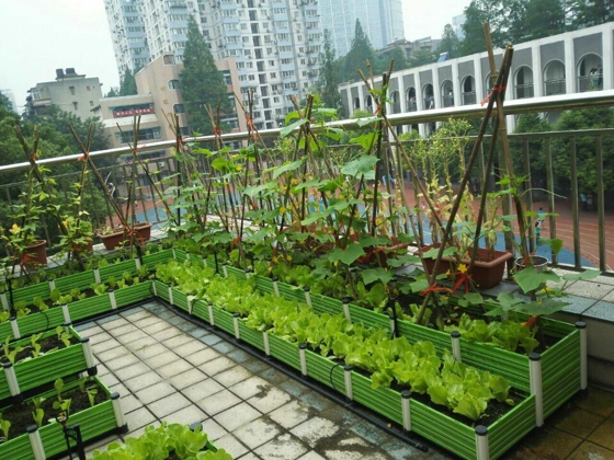 無土栽培陽臺蔬菜.jpg 無土栽培陽臺蔬菜.jpg