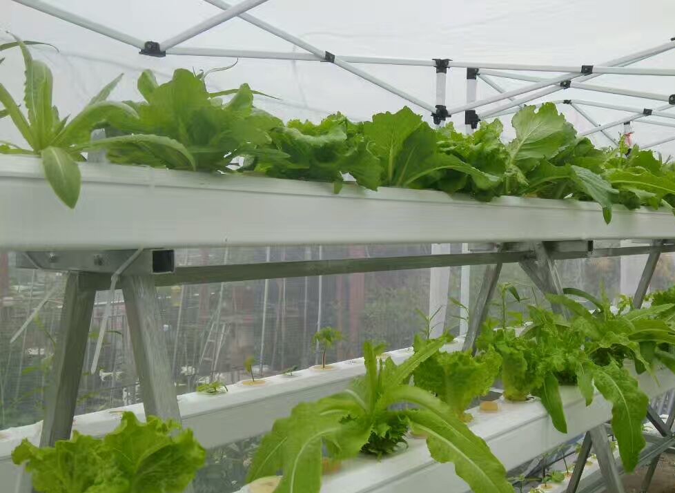 無土栽培陽臺蔬菜.jpg 無土栽培陽臺蔬菜.jpg