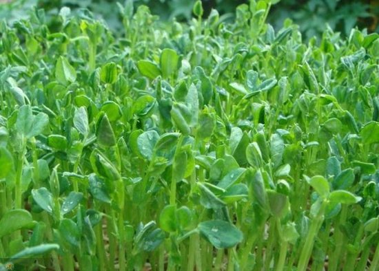 無土栽培豌豆苗.jpg 無土栽培豌豆苗.jpg