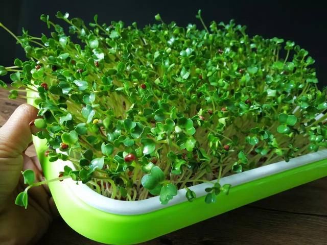 無土栽培蘿卜苗.jpg 無土栽培蘿卜苗.jpg