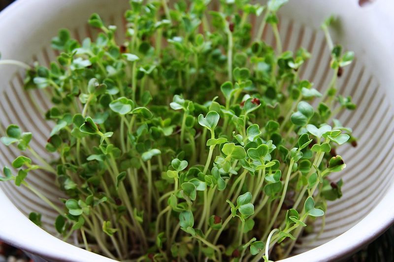 無土栽培蘿卜苗.jpg 無土栽培蘿卜苗.jpg