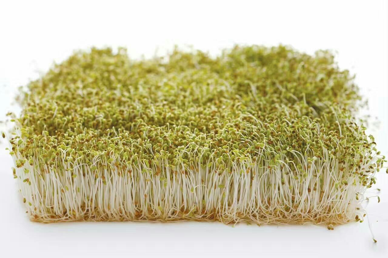 無土栽培苜蓿芽.jpg 無土栽培苜蓿芽.jpg