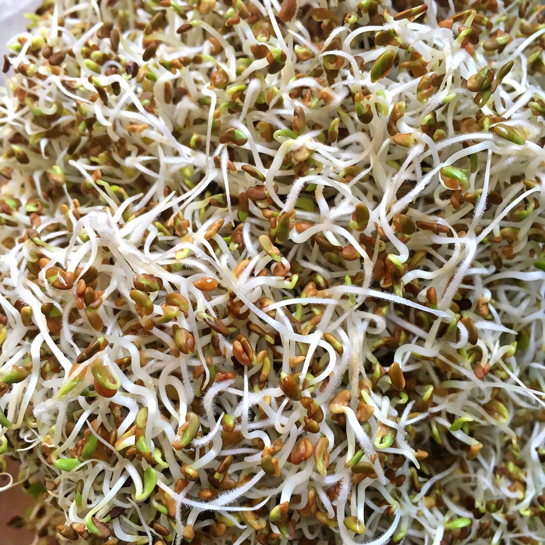 無土栽培苜蓿芽 .jpg 無土栽培苜蓿芽 .jpg