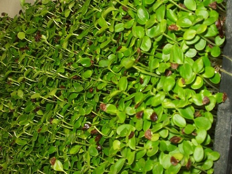 無土栽撇香椿芽.jpg 無土栽撇香椿芽.jpg