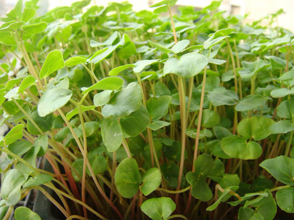 無土栽培蕎麥芽.jpg 無土栽培蕎麥芽.jpg