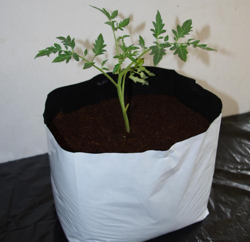 袋式草炭土栽培.jpg 袋式草炭土栽培.jpg