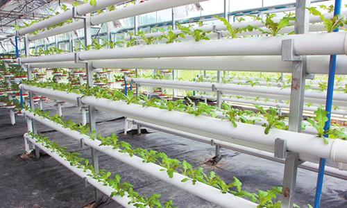 水培栽培.jpg 水培栽培.jpg