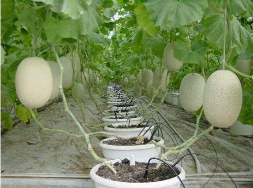 基質(zhì)栽培i.jpg 基質(zhì)栽培i.jpg