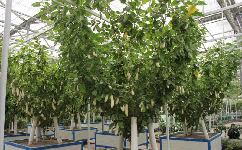 蔬菜樹.jpg 蔬菜樹.jpg