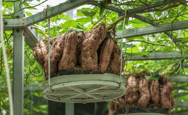 蔬菜樹.jpg 蔬菜樹.jpg