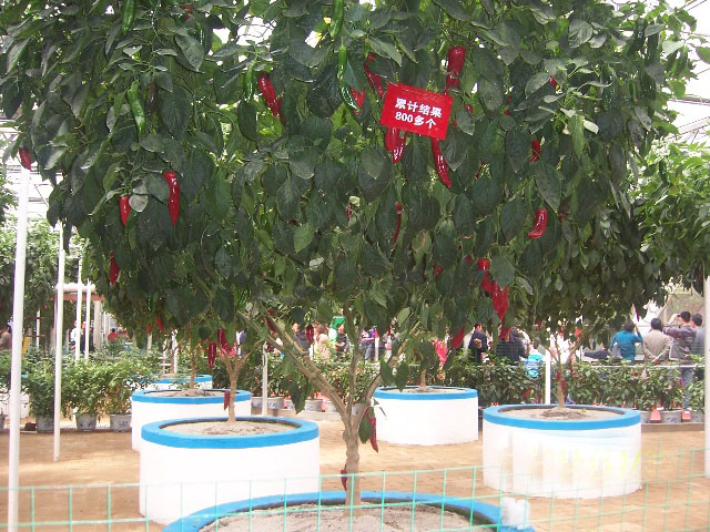 辣椒樹.jpg 辣椒樹.jpg