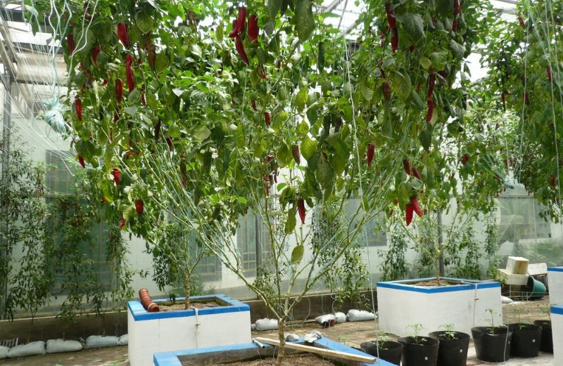 蔬菜樹.jpg 蔬菜樹.jpg