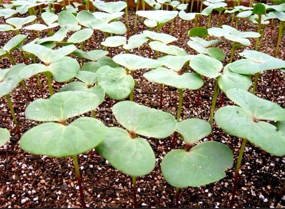 基質(zhì)育苗.jpg 基質(zhì)育苗.jpg