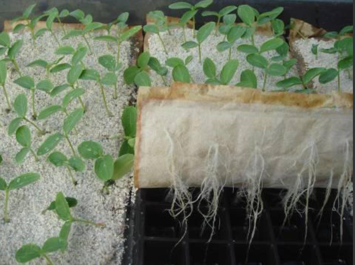 營養(yǎng)液育苗.jpg 營養(yǎng)液育苗.jpg