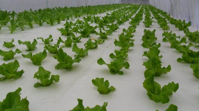 水培.jpg 水培.jpg