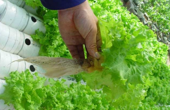 水培.png 水培.png