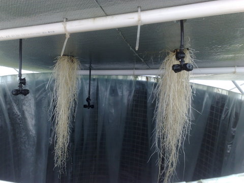 霧培.jpg 霧培.jpg