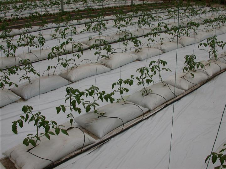 基質(zhì)栽培.JPG 基質(zhì)栽培.JPG