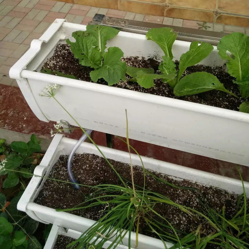 槽式栽培.jpg 槽式栽培.jpg