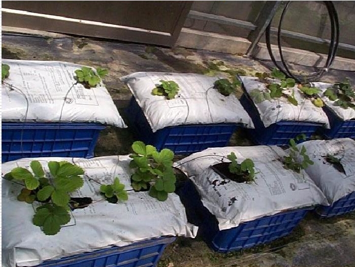 袋式栽培.jpg 袋式栽培.jpg