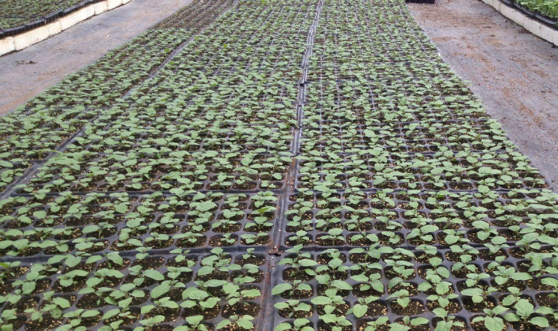 基質(zhì)育苗.jpg 基質(zhì)育苗.jpg