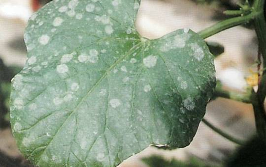 白粉病.jpg 白粉病.jpg