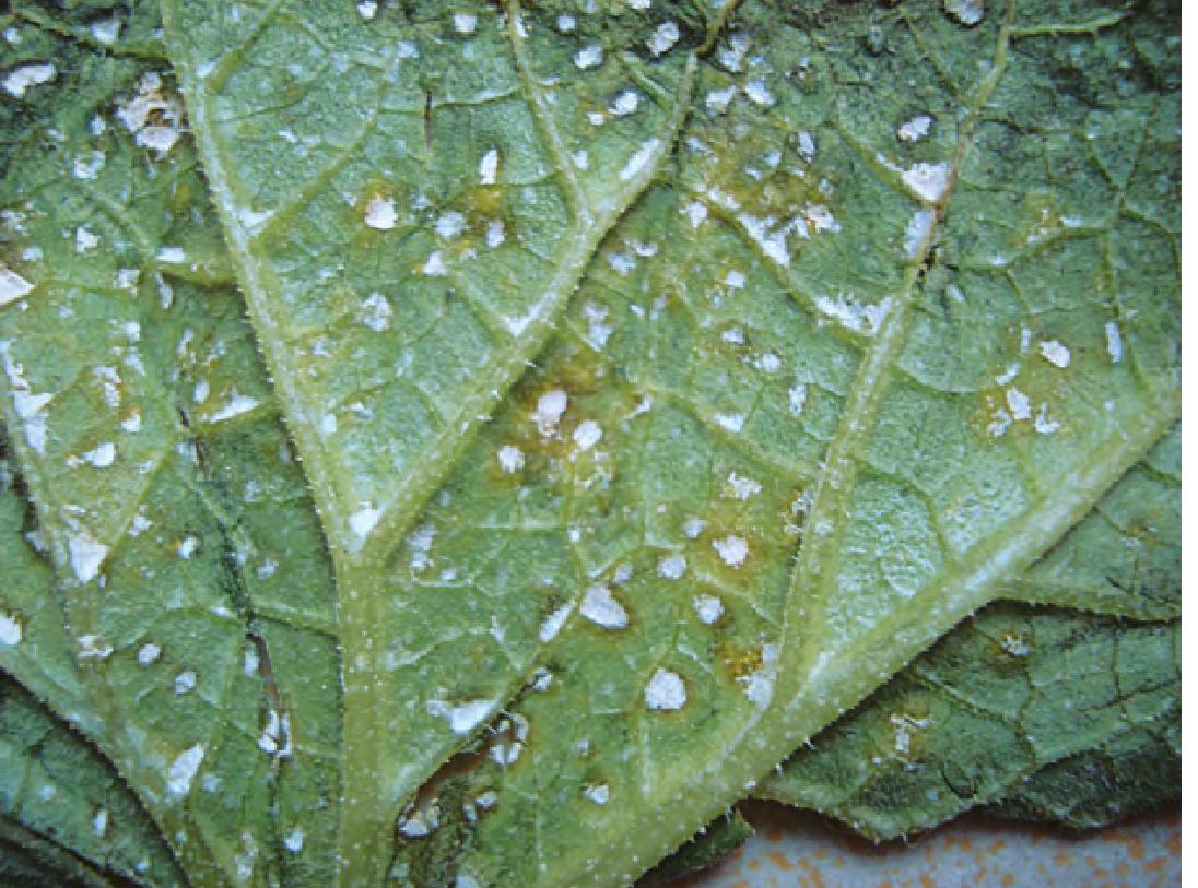 細(xì)菌性葉斑病.jpg 細(xì)菌性葉斑病.jpg