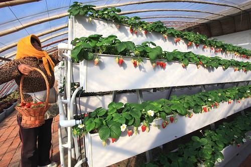 A型架立體栽培草莓.jpg A型架立體栽培草莓.jpg