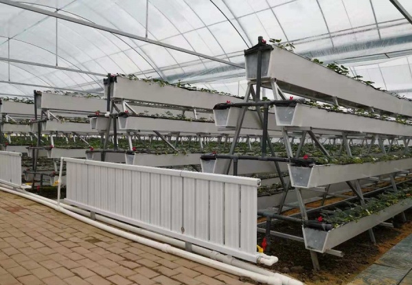 A型架立體栽培草莓.jpg A型架立體栽培草莓.jpg