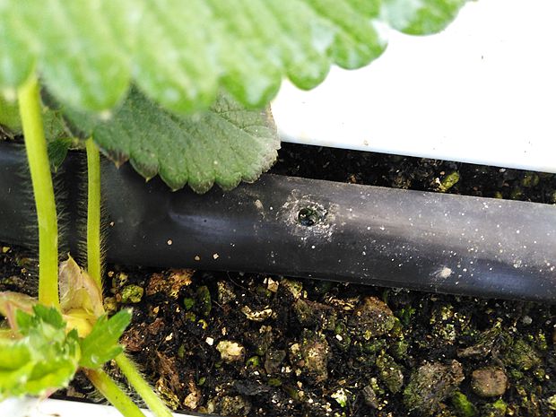 水肥滴灌系統(tǒng).jpg 水肥滴灌系統(tǒng).jpg